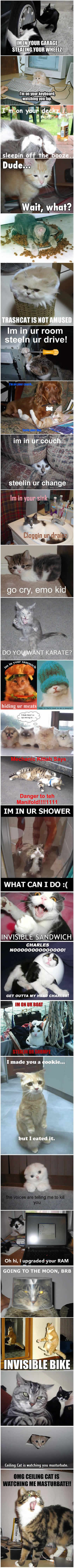 Cats!