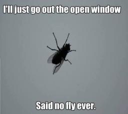 fly-just-go-out-this-open-window.jpg
