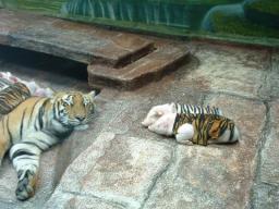 tiger-pigs.jpg