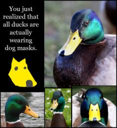 ducks-wear-dog-masks.jpg