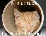 cat-tubes.jpg