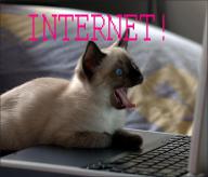 cat-internet.jpg