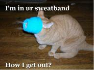 cat-sweatband.jpg