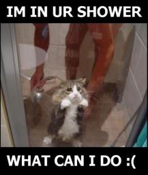 cat-shower.jpg