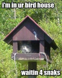 cat-birdhouse.jpg