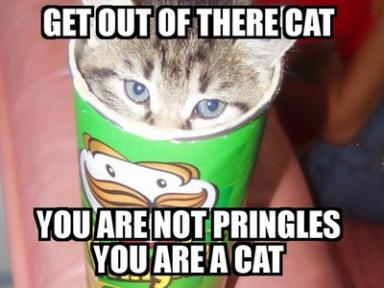 silly-cat-pringle.jpg