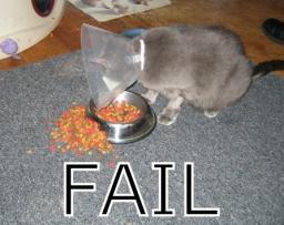cat-fail.jpg