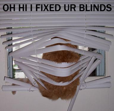 cat-fixblinds.jpg