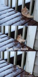 cat-run-you-fools.jpg