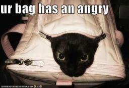 cat-bag-angry.jpg