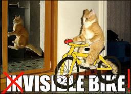 cat-bike.jpg