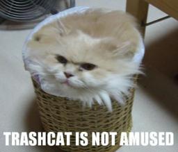 cat-trash.jpg