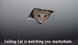 cat-ceiling.jpg