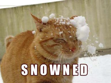 cat-snowed.jpg