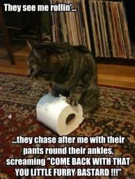 cat-stealing-toilet-paper-pics.jpg