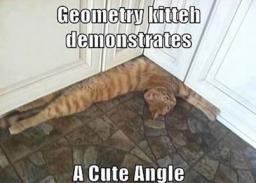 cat-acute-angle.jpg