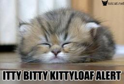 cat-kittyloaf.jpg