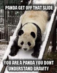 silly-panda.jpg