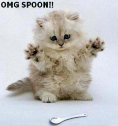 cat-spoon.jpg