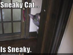 cat-sneaky.jpg