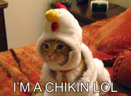 cat-chicken.jpg