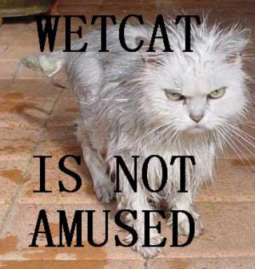 cat-wet.jpg