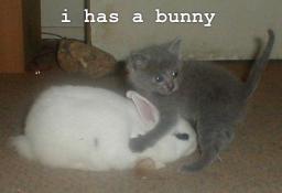 cat-bunny.jpg