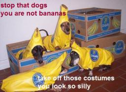 silly-banana-dogs.jpg