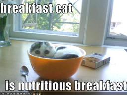 cat-breakfast.jpg