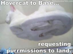 cat-hover-to-base.jpg