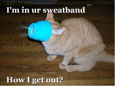 cat-sweatband.jpg